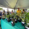 Feira de Mudas – Vasinhos esgotam em tempo recorde!